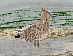 Curlew 2